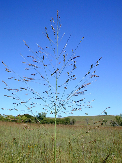 panicum-virgatum-switchgrass