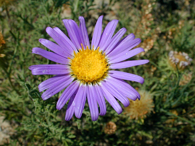 192x284 Kansas Wildflowers 