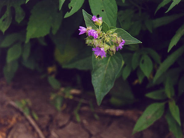 Mirabilis nyctaginea (Heartleaf four o'clock) (Allionia nyctaginea)