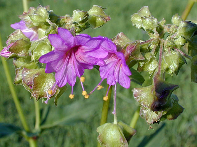 Mirabilis nyctaginea (Heartleaf four o'clock) (Allionia nyctaginea)