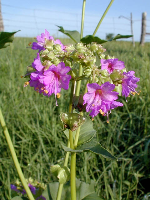 Mirabilis nyctaginea (Heartleaf four o'clock) (Allionia nyctaginea)