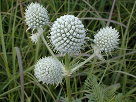 button snakeroot (Eryngium yuccifolium)