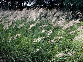 Smooth brome : Bromus inermis - Poaceae (Grass)